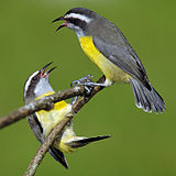 Picture af nationalfuglen sugarbird