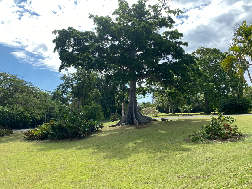 Picture af Pokkenholttræ i Botanisk Have på St. Croix