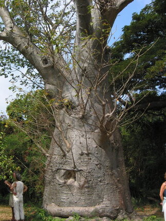 Picture af baobabtræ