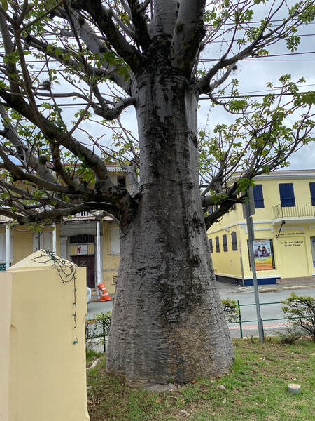 Picture af baobobtræ i mindeparken