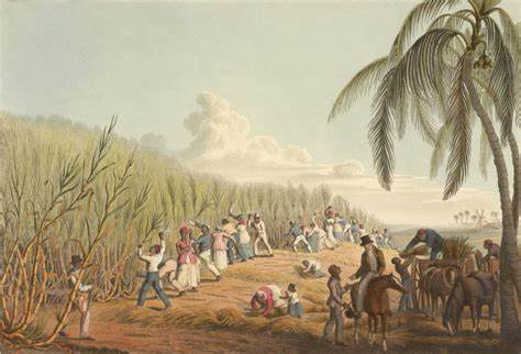 Picture maleri af slaver i sukkerrørsmark